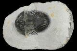 Thysanopeltis Trilobite - Issoumour, Morocco #119627-1